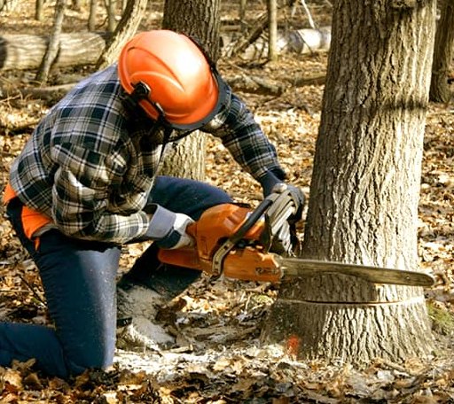 Tree Removal in Keo, AR